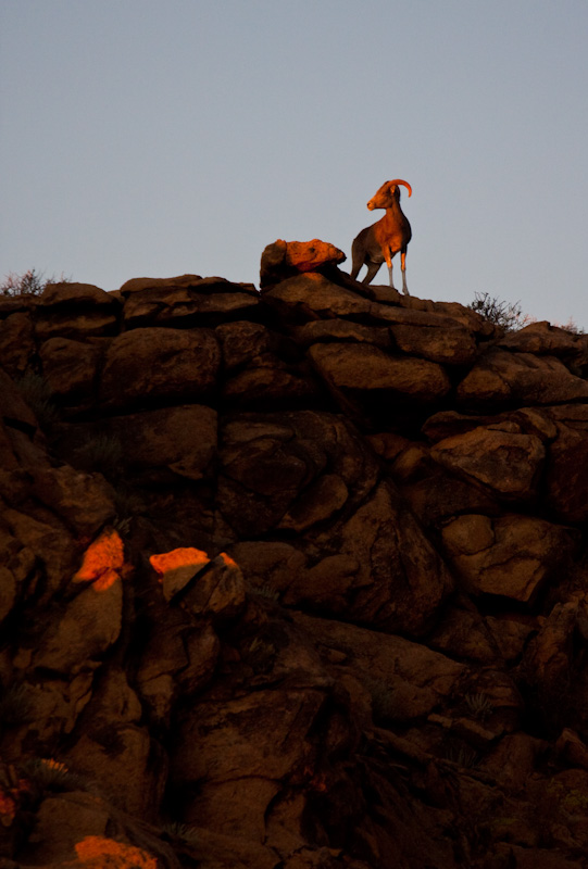 Argali At Sunset